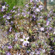 navarretia hamata